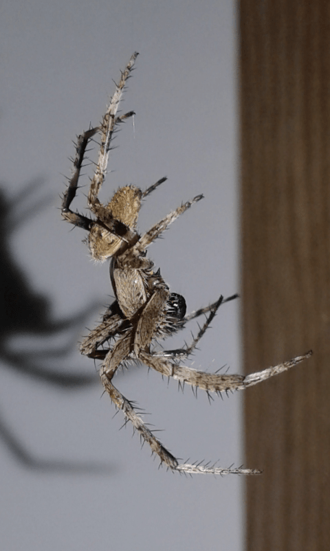 Araneus sp. (Araneidae)? S,  Araneus angulatus, maschio - prov. PD